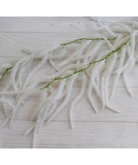 Зелень  кучерява 