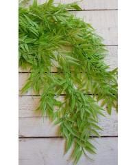 Зелень кучерява 