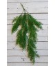 Зелень кучерява Зелень кучерява