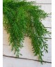 Зелень кучерява Зелень кучерява