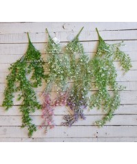 Зелень кучерява Зелень кучерява
