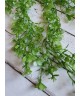 Зелень кучерява 
