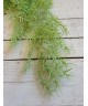 Зелень кучерява Зелень кучерява