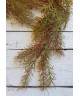 Зелень кучерява Зелень кучерява